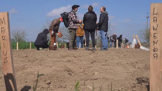Ziemniaki zasadzone w skansenie