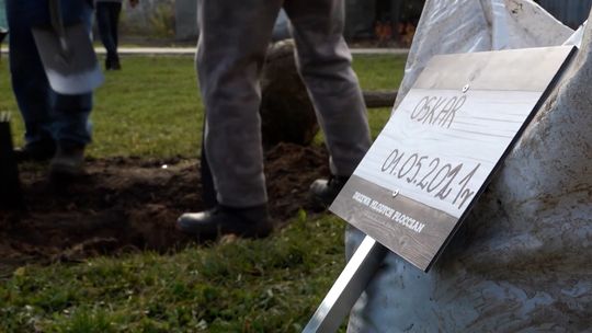 8 edycja akcji „Drzewa Młodych Płocczan”