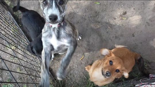 🐶🐱 Bez Komentarza - Dzień Otwarty w Płockim Schronisku 😻