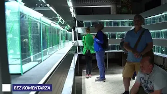 🐠 Bez Komentarza -  Mistrzostwa Europy i Mistrzostw Polski Hodowców Gupika