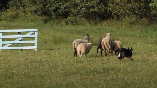 🐑🌿 Bez Komentarza - Zaganianie owiec do zagrody przez psy pasterskie