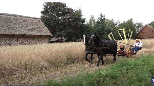 🧑‍🌾 Bez Komentarza - Żniwa w Muzeum Wsi Mazowieckiej w Sierpcu