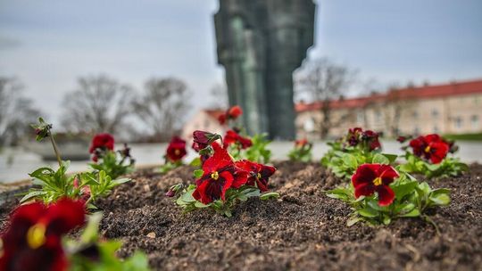 Bratki upiększają już płockie ulice!