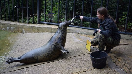 Focza królowa z Płocka