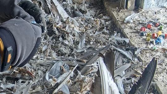 Kolejny sezon sokołów w ORLENIE