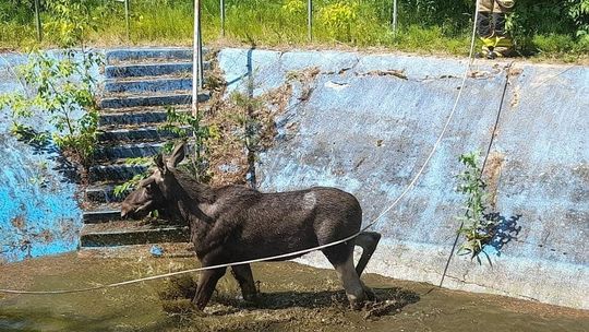Łoś utknął w zbiorniku przeciwpożarowym