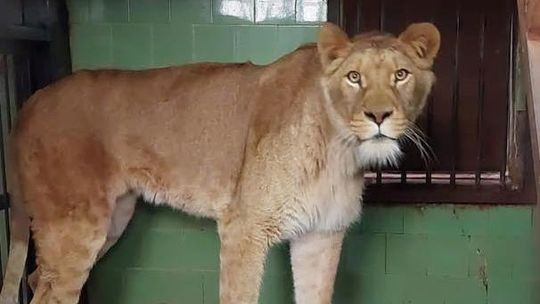 Lwia rodzina powiększa się w płockim ZOO