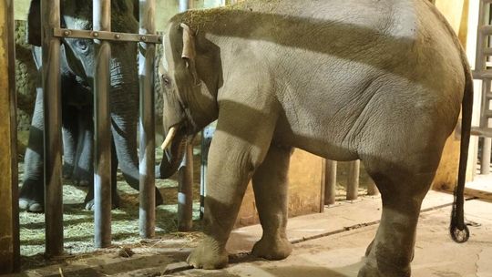 Mamy nowego mieszkańca w płockim ZOO
