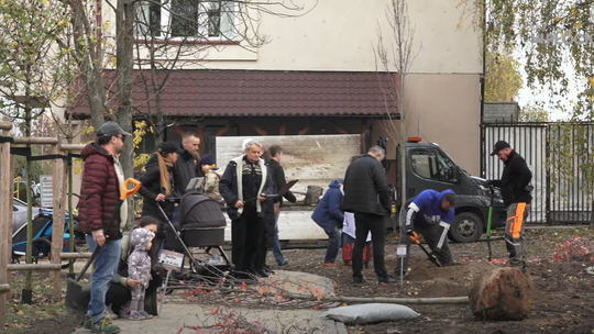MiastO!Żyje - Nasadzenia Młodych Płocczan, ,,Marcelinki'' w SP nr 24 - 10.11.2023