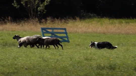 Na Szlakach Płockiego Sportu - Zaganianie Owiec Przez Psy Pasterskie