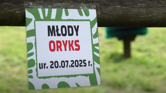 Nadzieja dla gatunku. W Płocku przyszła na świat samiczka oryksa szablorogiego