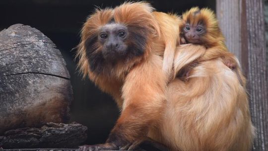 Narodziny "złotych" bliźniąt w płockim ZOO