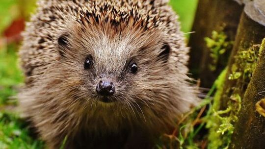 Nasze wsparcie pozwoli jeżom przezimować