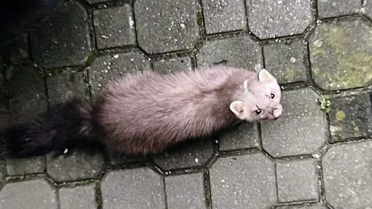 Nietypowy gość kamienicy przy Kwiatka