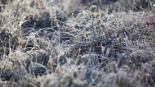 Niskie temperatury to realne zagrożenie