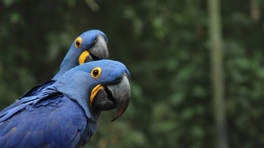 Nowi skrzydlaci mieszkańcy ZOO Płock!