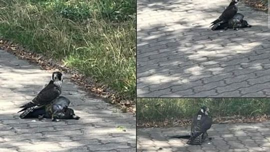 ORLEN dla sokołów. Co słychać u Falco?