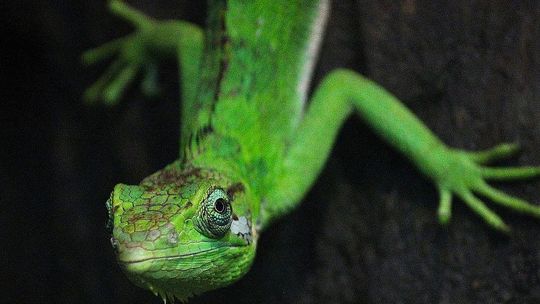 Płockie Herpetarium ma nowych mieszkańców