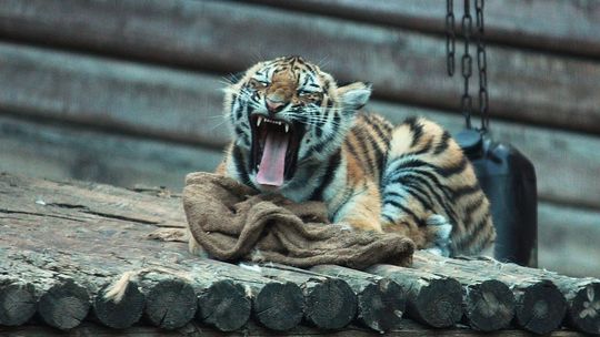 Płockie ZOO otwiera Zimową Trasę Zwiedzania!