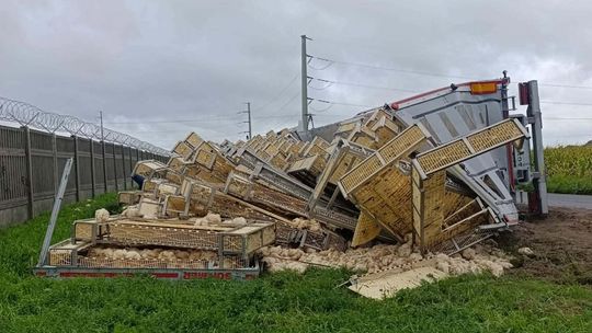 Rów pełen drobiu
