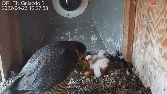 Są już 3 pisklęta wyklute w ORLENIE