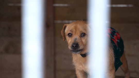 Schronisko dla zwierząt w Płocku, czy zasługuje na miano patoschroniska?