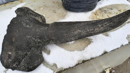 Sensacyjne odkrycie przy kopaniu stawu