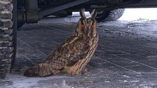 Sowa pod kołami samochodu