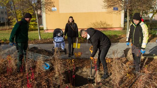 Staruje IX edycja akcji „Drzewa Młodych Płocczan”