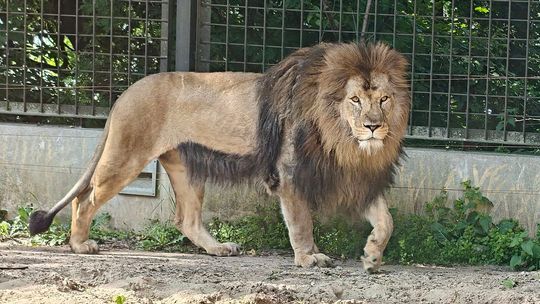 Urodziny w płockim zoo