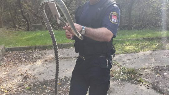 Wąż na terenie salonu samochodowego ! Akcja płockich strażników.