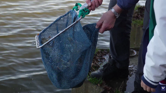 „Zarybiamy – Wiśle pomagamy”: 3500 młodych szczupaków wróciło do rzeki