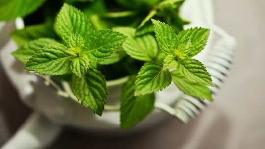 Zdrowo Poinformowani - mięta – naturalny lek na wiele dolegliwości. Jak ją stosować?