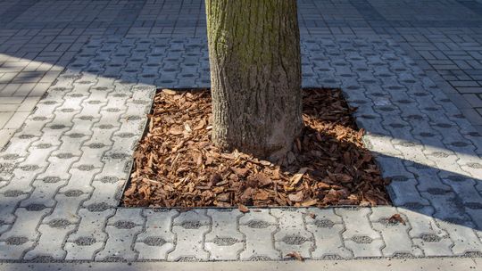 Zielone działania prowadzone przy ul. Kazimierza Wielkiego