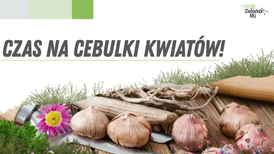 Zielono mi! - Czas sadzić cebulki kwiatów