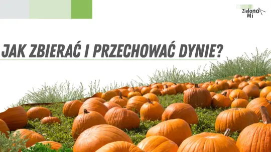 Zielono mi! - Jak zbierać i przechować dynie?