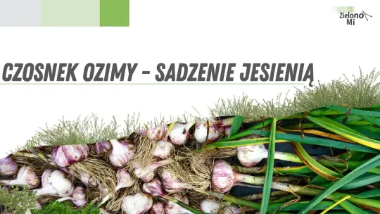 Zielono mi! - Jesienne sadzenie czosnku ozimego
