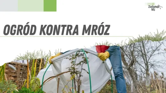 Zielono mi! - Ogród kontra mróz