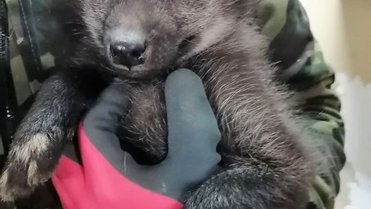 ZOOrodzina powiększyła się!