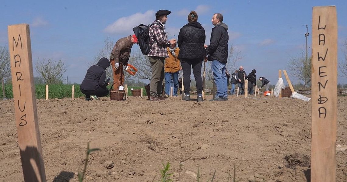 Ziemniaki zasadzone w skansenie