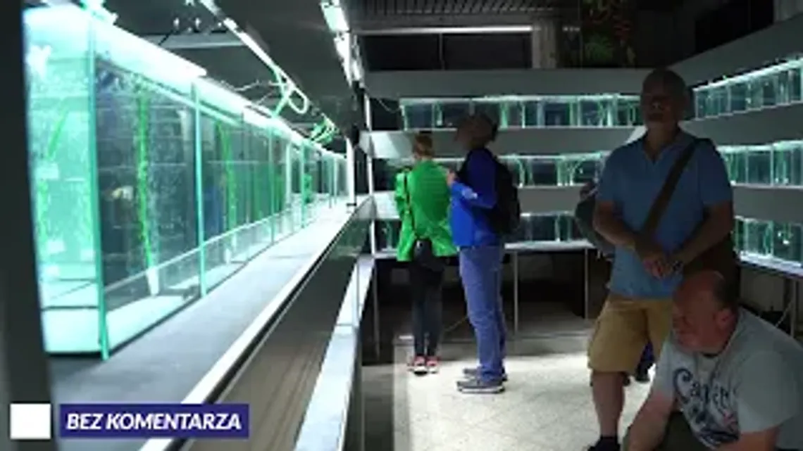 🐠 Bez Komentarza - Mistrzostwa Europy i Mistrzostw Polski Hodowców Gupika 🐠 Bez Komentarza - Mistrzostwa Europy i Mistrzostw Polski Hodowców Gupika