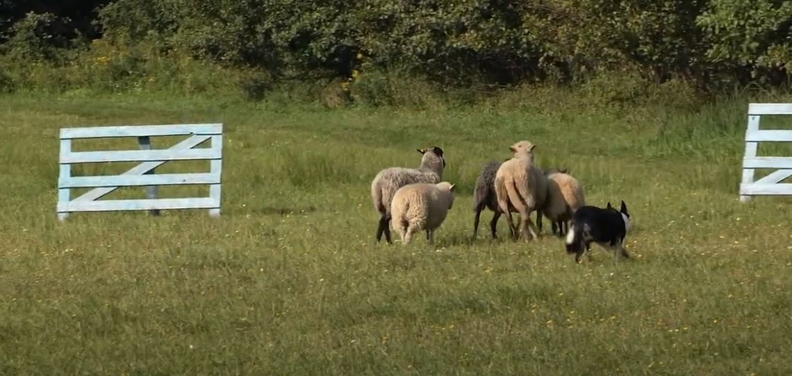 🐑🌿 Bez Komentarza - Zaganianie owiec do zagrody przez psy pasterskie