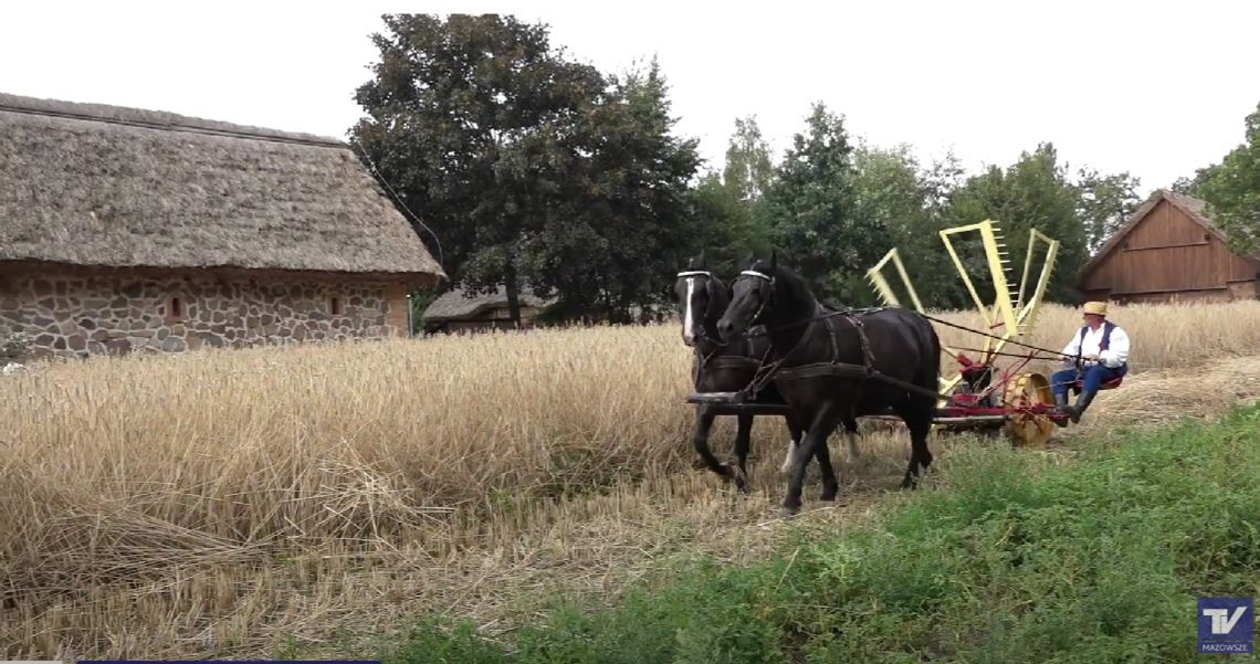 🧑🌾 Bez Komentarza - Żniwa w Muzeum Wsi Mazowieckiej w Sierpcu 🧑🌾 Bez Komentarza - Żniwa w Muzeum Wsi Mazowieckiej w Sierpcu