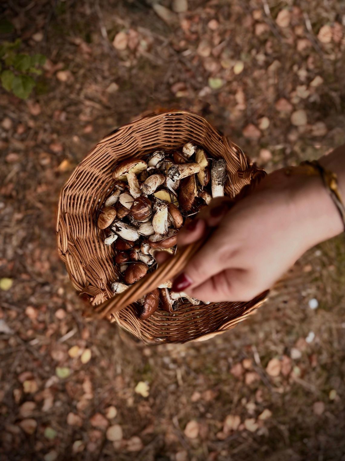 Dzień Grzyba - symboliczne i edukacyjne święto już dzisiaj Dzień Grzyba - symboliczne i edukacyjne święto już dzisiaj