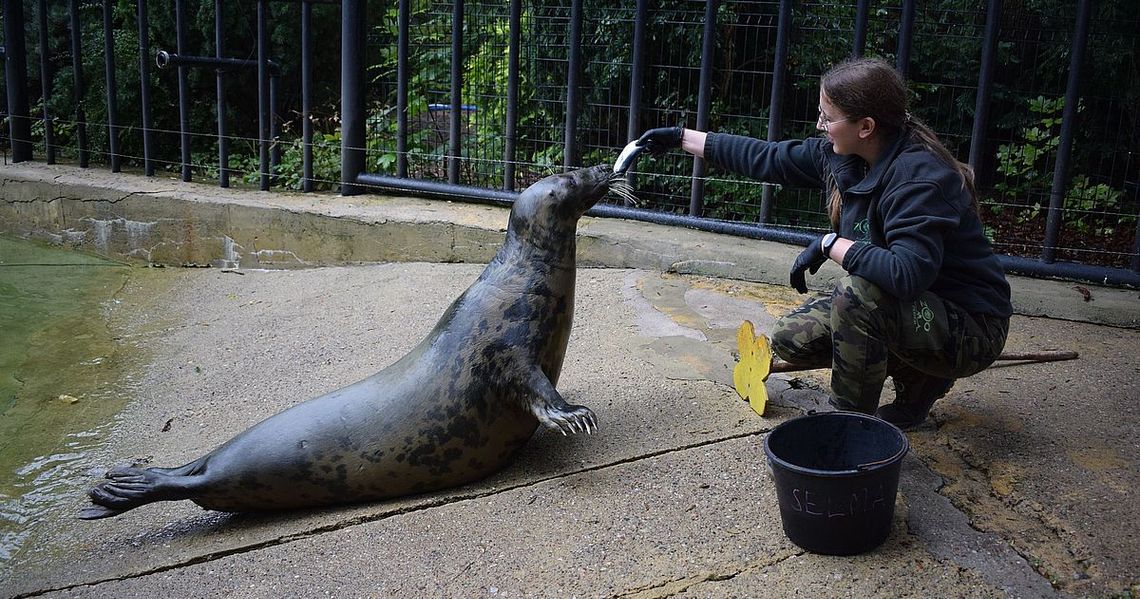 Focza królowa z Płocka