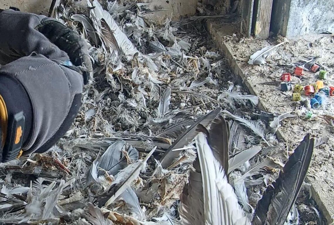 Kolejny sezon sokołów w ORLENIE Kolejny sezon sokołów w ORLENIE