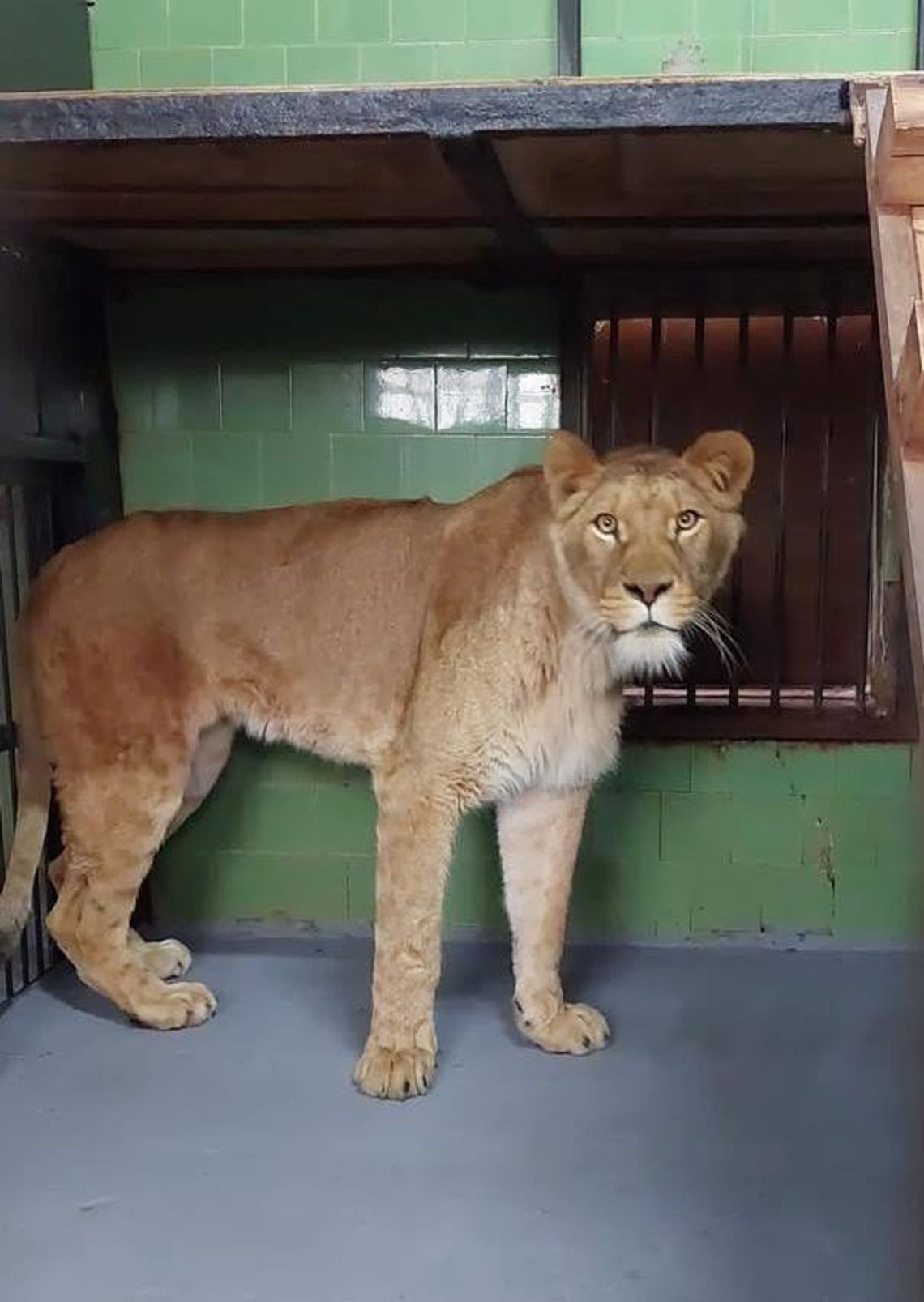 Lwia rodzina powiększa się w płockim ZOO