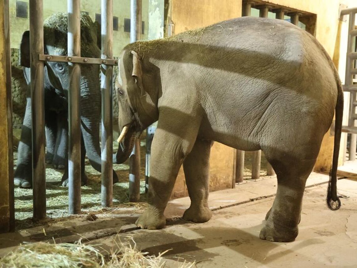 Mamy nowego mieszkańca w płockim ZOO