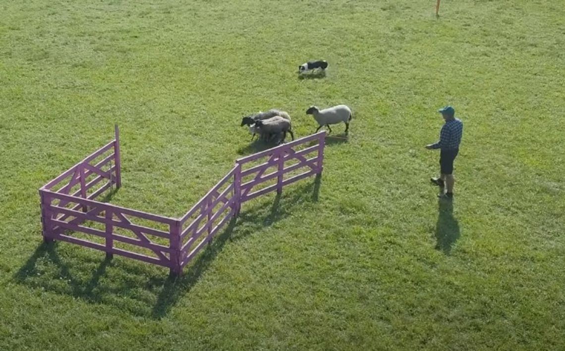 Na Szlakach Płockiego Sportu - Zawody w zaganianiu owiec przez psy pasterskie
