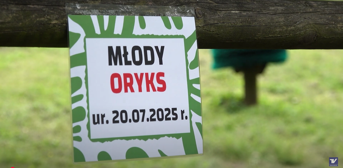 Nadzieja dla gatunku. W Płocku przyszła na świat samiczka oryksa szablorogiego